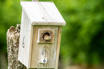 Parent House Wren (Troglodytes aedon) exiting its birdhouse after feeding its chicks.