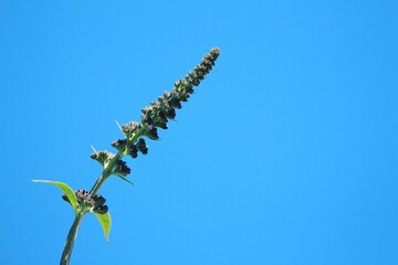 buddleia flower and sky