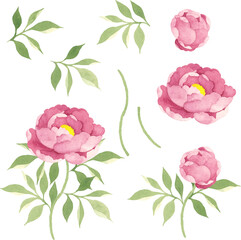 水彩で描いた牡丹のパーツ