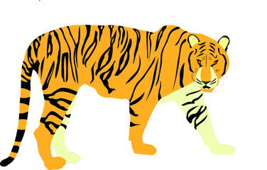 tiger on white background