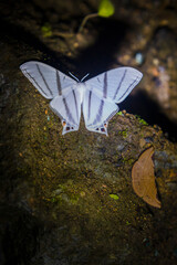Moths in the Choco Rainforest at night, Ecuador. This area of jungle is the Mashpi Cloud Forest in the Pichincha Province of Ecuador, South America
