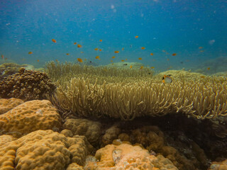 Naklejka na ściany i meble Tropical fishes and Coral reefs in ocean, underwater photo, in Aimeliik, Palau, Oceania