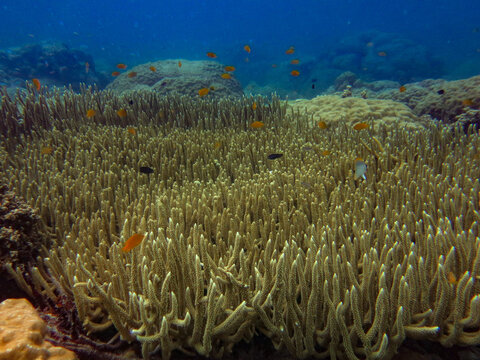 Tropical fishes and Coral reefs in ocean, underwater photo, in Aimeliik, Palau, Oceania