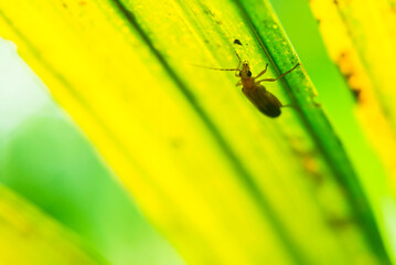 Insect in the Amazon Rainforest, Coca, Ecuador, South America
