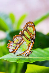 Butteryfly in Amazon Rainforest, Coca, Ecuador, South America