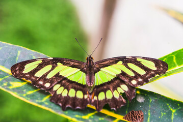 Butteryfly in Amazon Rainforest, Coca, Ecuador, South America