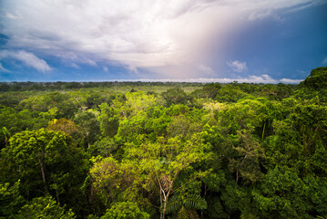 Amazon Rainforest at Sacha Lodge, Coca, Ecuador, South America