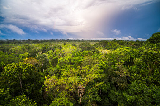 Amazon Rainforest At Sacha Lodge, Coca, Ecuador, South America