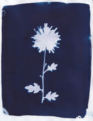 Cyanotype - Daisy