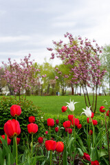 Red tulips on a background of magnolias..