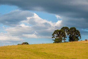 tree on a hill in Urubici , Santa Catarina 