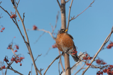 robin on a branch