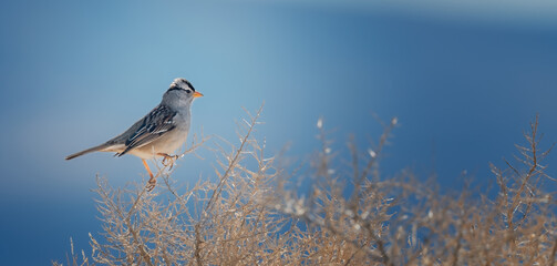 White crowned sparrow in the desert