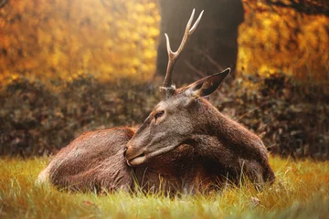 Rollo grooming deer in the woods © Alexandra Macey