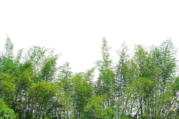 Bamboo leaves, grass isolated on white background with clipping path