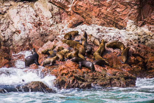 South American Fur Seal (Arctocephalus australis), Ballestas Islands (Islas Ballestas), Paracas National Reserve, Peru, South America