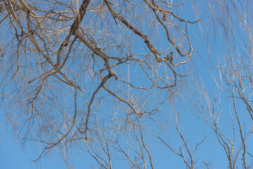 bare branches in winter
