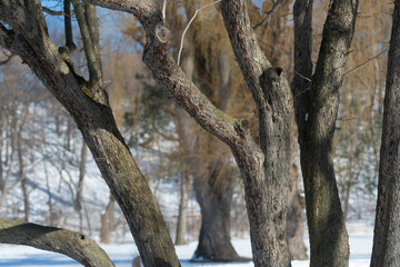 Fototapeta na wymiar winter scene with trees and sky