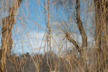 Obraz premium willow tree branches in winter
