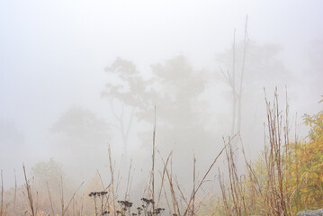 Flora and mist near Compton Gap, Shenandoah National Forest, Virginia