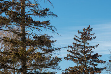 pine trees in winter