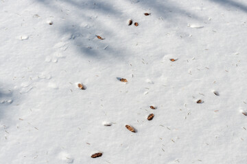 snowy background with small pine cones and needles (blown down by strong wind)