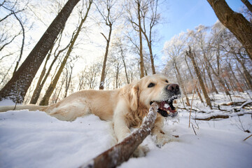 SEWICKLEY, PA, USA - FEBRUARY 7TH 2022: A 5-year old male Golden Retriever dog is hiking up the hills of Western Pennsylvania. The winter forest is covered in snow and the icicles shine in the sun.