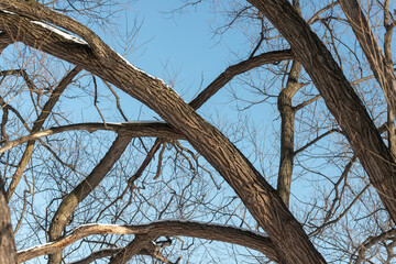 tree branches with some snow and blue sky in winter