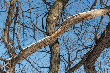 tree branches and blue sky in winter