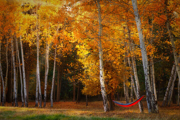 Aspen Hamock Fall