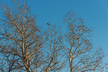 trees and sunset in winter