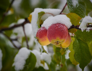 Aspen Snow Fall