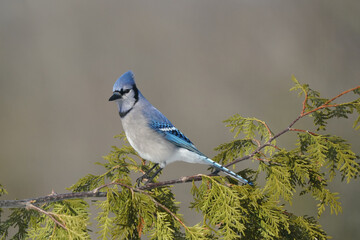 Blue Jays fighting over food in a variety of different weather conditions from sunrise to bright sun. Threat gestures and midair combat perching and flying

