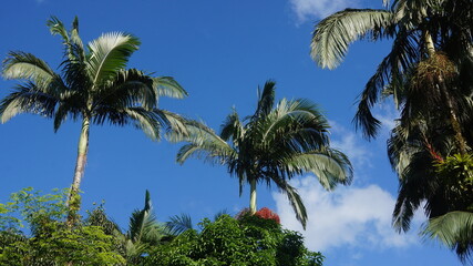 Fototapeta na wymiar palm trees in the blue sky