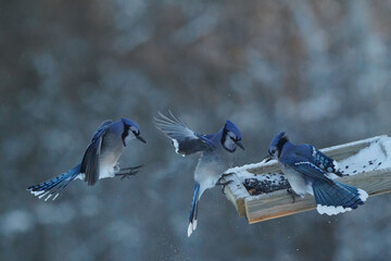 Blue Jays fighting over food in a variety of different weather conditions from sunrise to bright sun. Threat gestures and midair combat perching and flying
