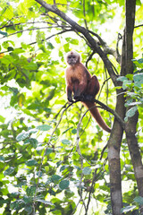 White fronted Capuchin Monkey (Cebus albifrons), Monkey Island (Isla de los Monos), Tambopata National Reserve, Peru, South America