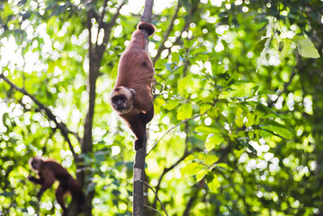 White fronted Capuchin Monkey (Cebus albifrons), Monkey Island (Isla de los Monos), Tambopata National Reserve, Peru, South America