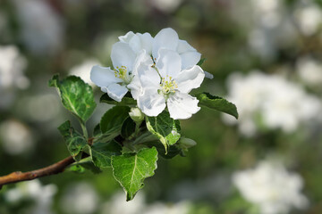 Branch of apple tree with white flowers close-up on sunny day