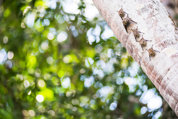 Proboscis Long Nosed Bats (Rhynchonycteris naso), Sandoval Lake, Tambopata National Reserve, Peru, South America
