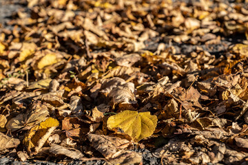 Trockene Blätter im Herbst