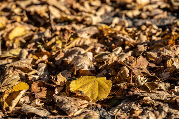 Trockene Blätter im Herbst