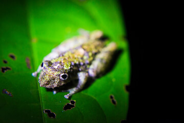 Obraz premium Frog at night in Puerto Maldonado Amazon Jungle area, Tambopata National Reserve, Peru, South America