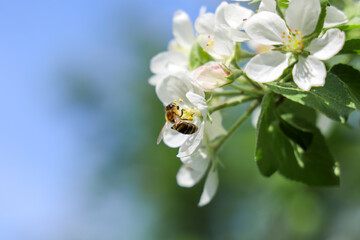 Bee on flower apple tree collects nectar on sunny day, with copy space