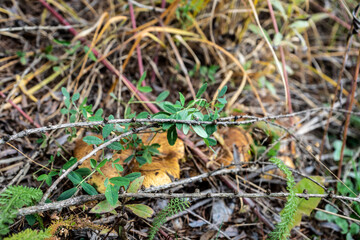 Pilze im Gestrüpp