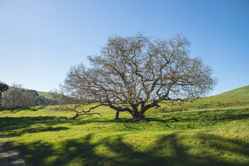 tree in field