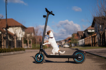 Jack russell terrier dog rides an electric scooter in the cottage village. 