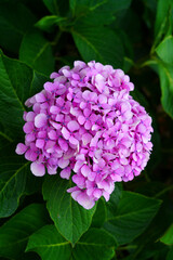 View of giant pink and blue heads of hydrangea flowers