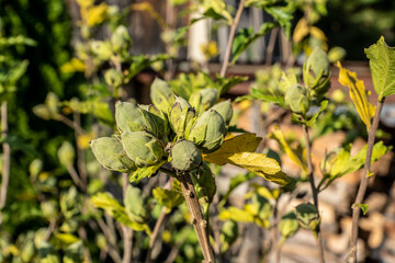 Pfingstrosen Knospen