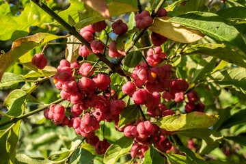 Pfaffenhütchen - Gewöhnlicher Spindelstrauch