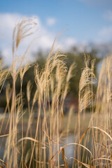 Close view of the yellow reed during autumn time.